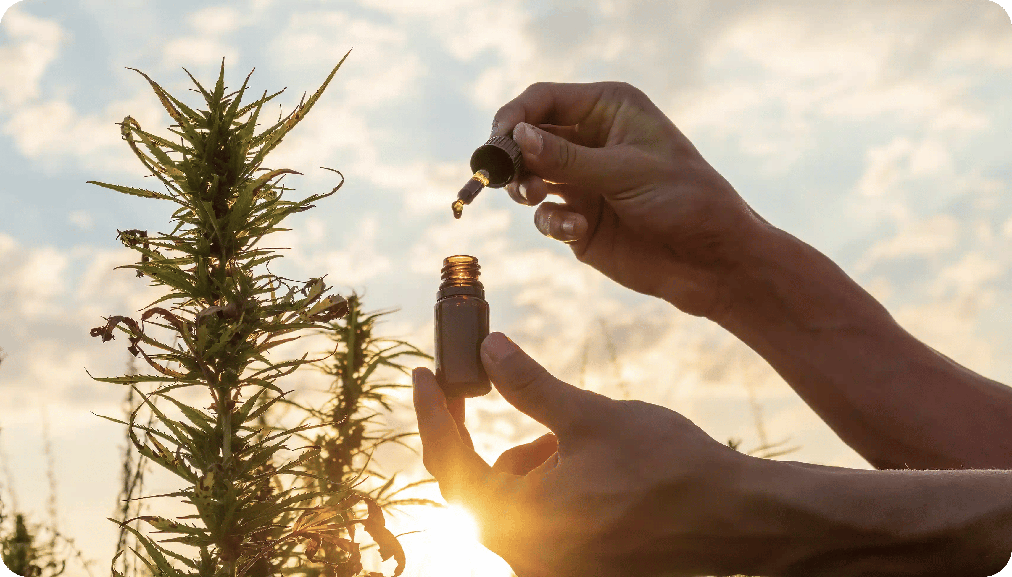 Cova-what-is-CBD