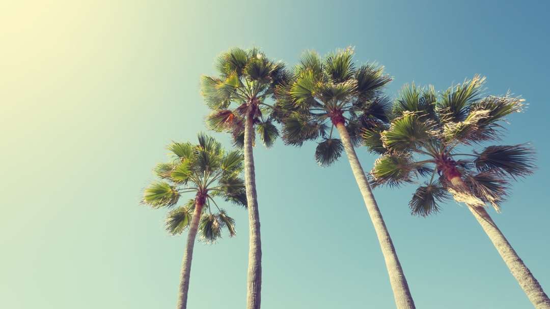5-California-Cannabis-Retail-Shops-You-Should-Visit-1