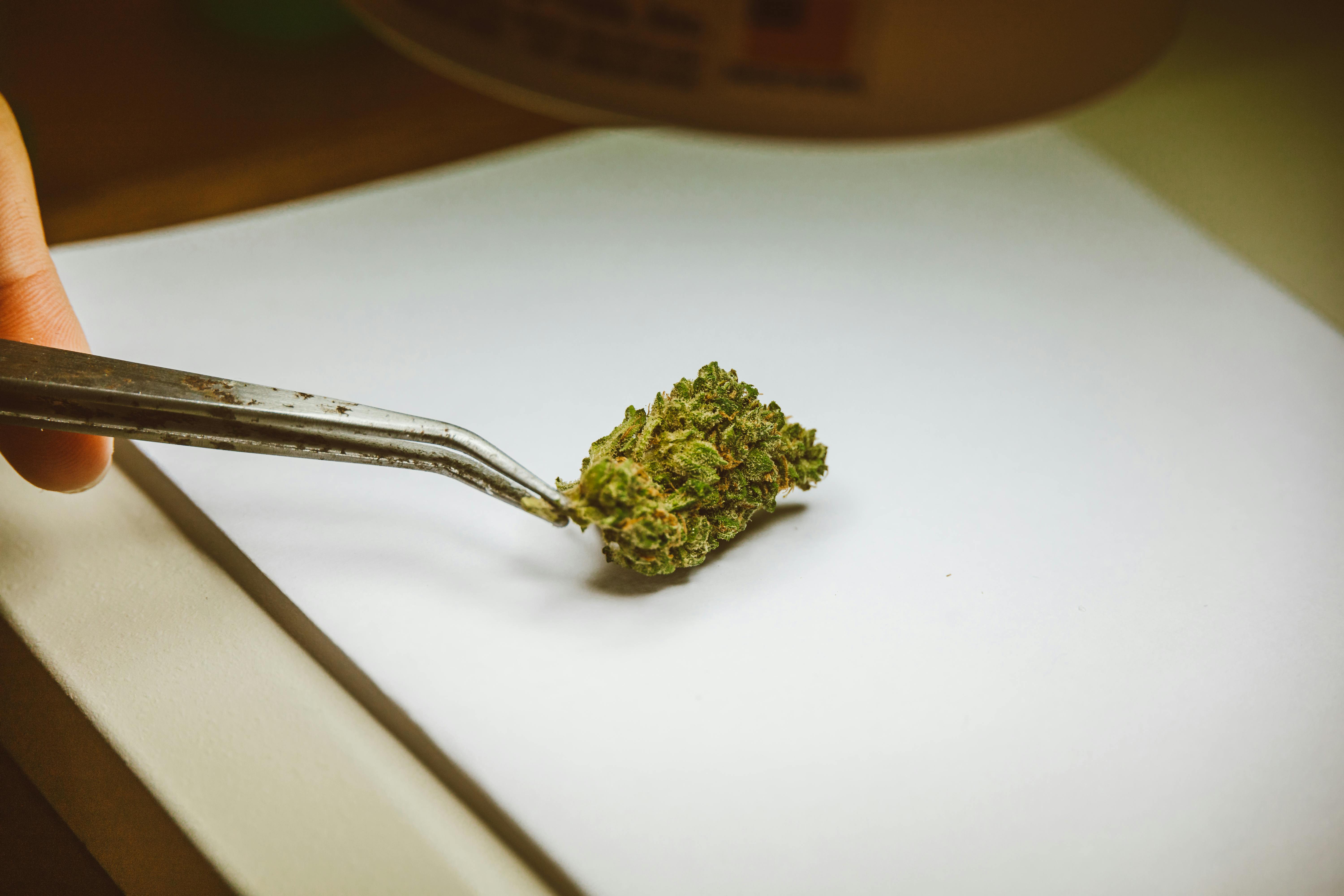 Cannabis bud held by tweezers