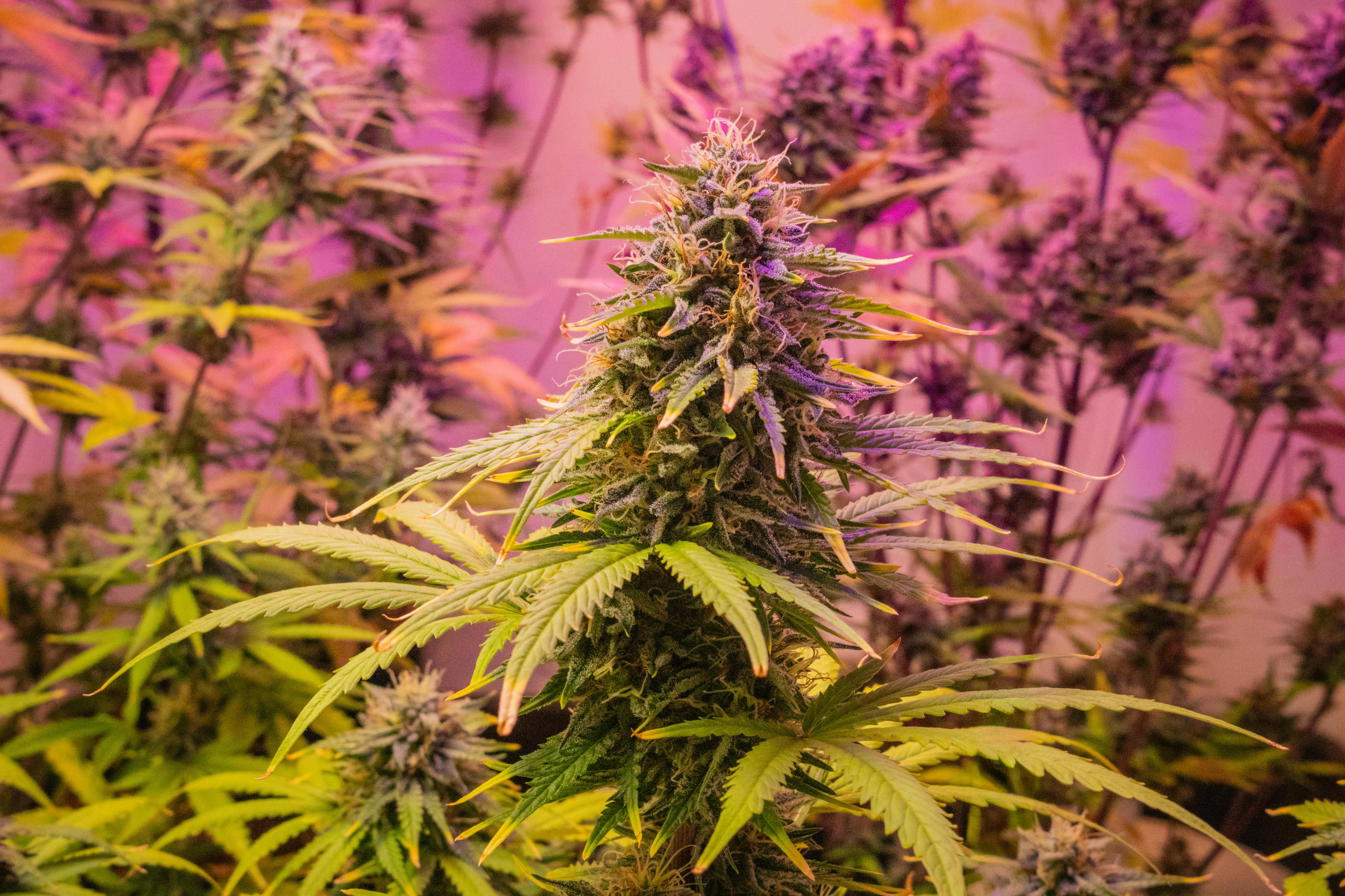 Cannabis plant in indoor grow room