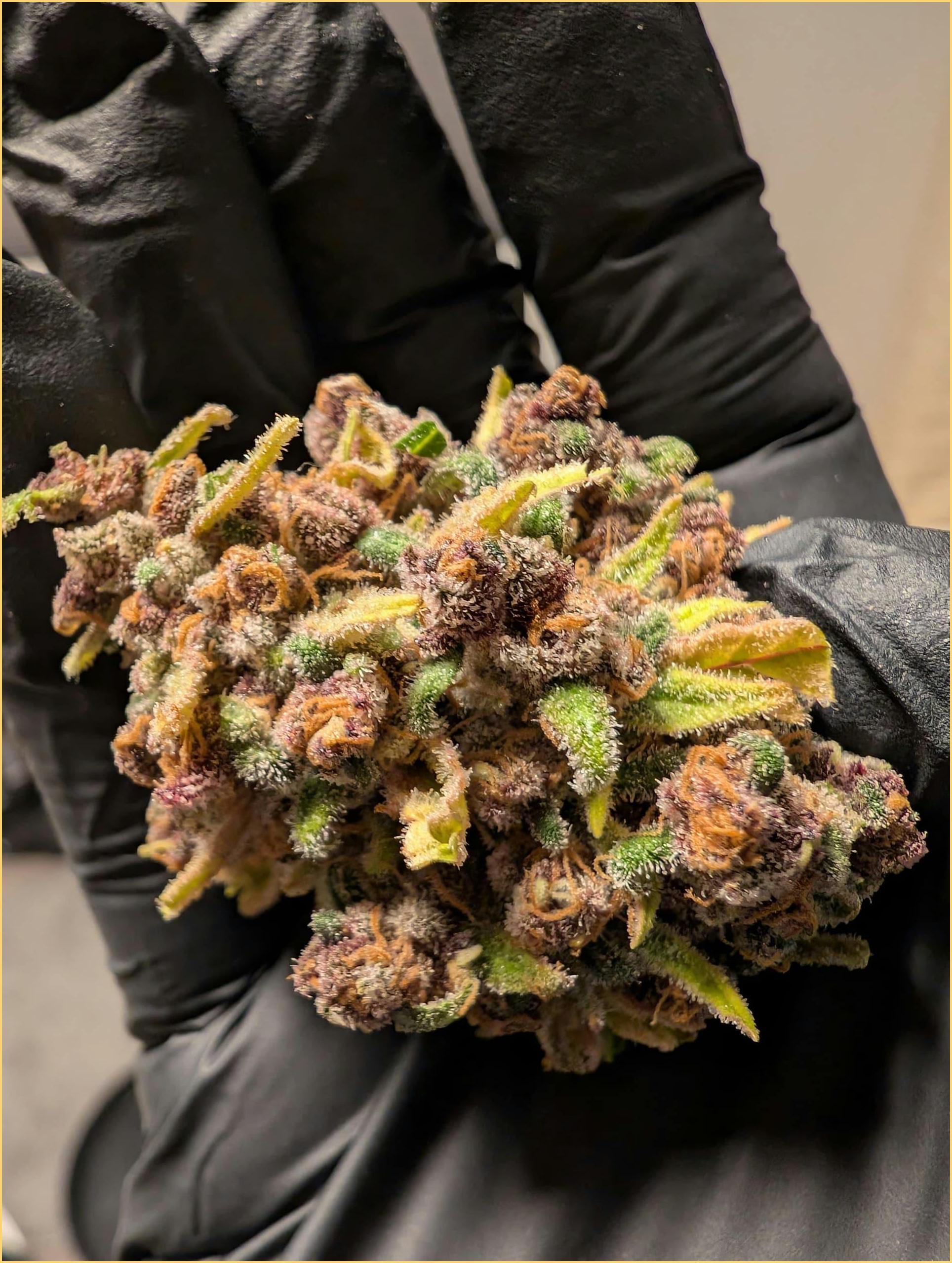 Gloved hand holding cannabis nugget