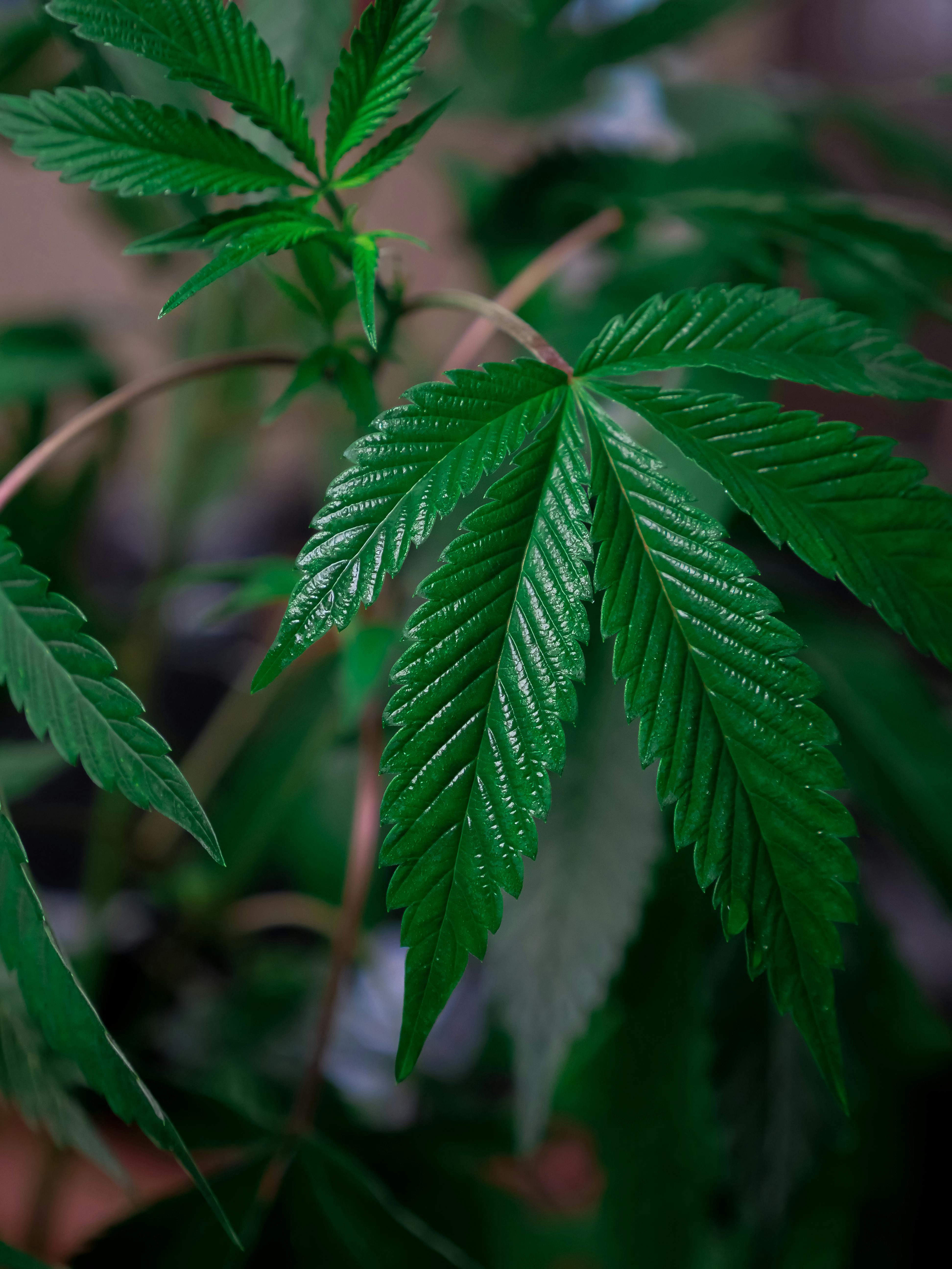 Green cannabis plant leaves close-up